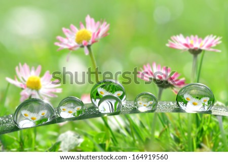 Fresh grass with dew drops in the background of the daisies