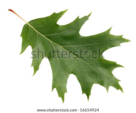 Oak Leaf Closeup Isolated Stock Photo 16654924 : Shutterstock