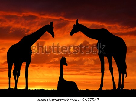 Giraffe family over sunrise