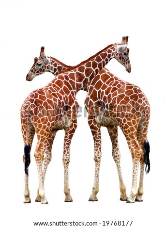 two giraffes isolated