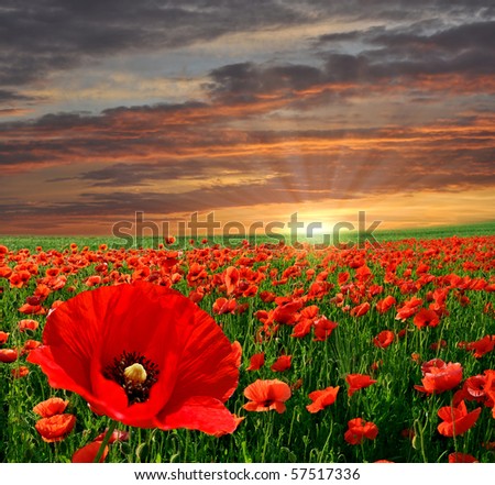 Sunset over field with Red poppies