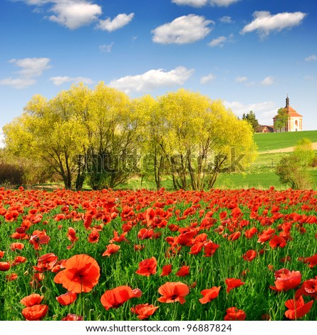 spring landscape and poppy field