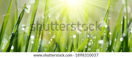 Similar – Image, Stock Photo Grass blades with dew drops bokehlicious