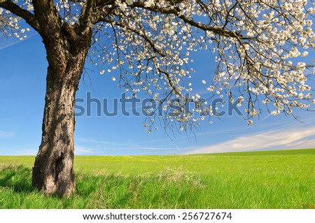 Blooming Cherry