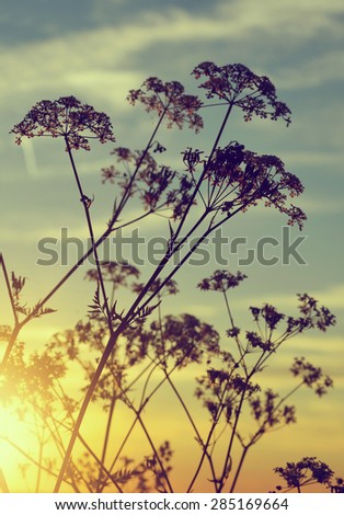 Flowers silhouette in the sunset. Nature background.