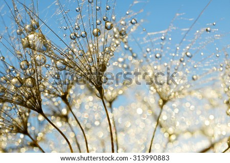 Dewy Dandelion