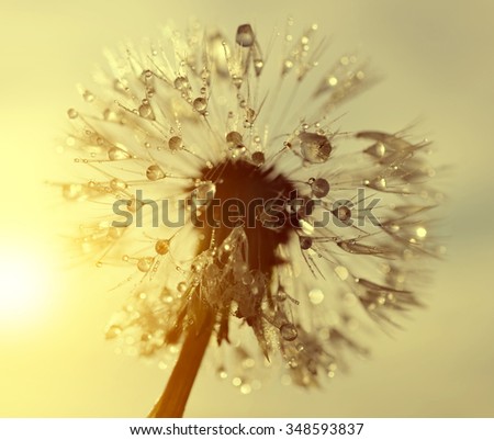 Dewy Dandelion