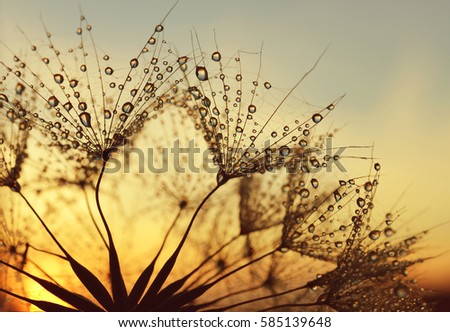 Dew Drops