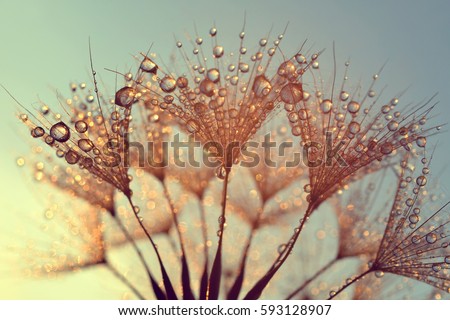 Similar – Image, Stock Photo raindrops on the dandelion seed, rainy days in autumn season