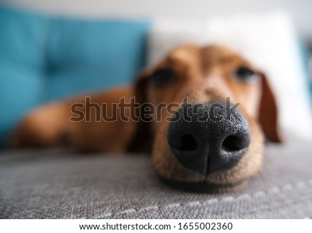 Similar – Image, Stock Photo Dachshund in window Puppy