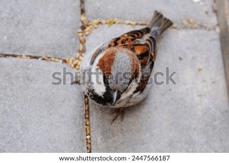 Similar – Image, Stock Photo Curbside sparrows Sparrows