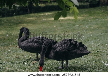 Similar – Image, Stock Photo swans in sunlight and shadow. White stripes of birch trees.