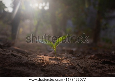 Growing plant,Young plant in the morning light on ground background, New life concept.Small plants on the ground in spring.fresh,seed,Photo fresh and Agriculture concept idea. Stockfoto © 