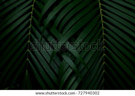 Similar – Image, Stock Photo Dark green palm tree leaves in an empty room with white wall