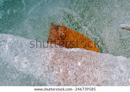 Leaf under the ice