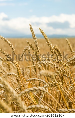 Field of wheat ears  and blue sky, focus on selected ears, selective focus