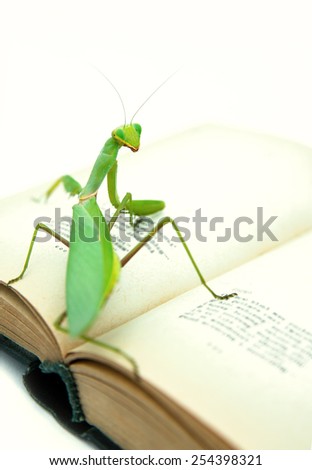 Green mantis on an old book, close up, selective focus. Mantodea, Mantopter. Concept of education, student life.