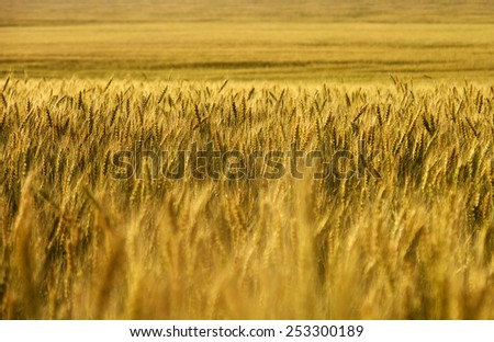 Wheat field. wheat crop.\
Wheat field stretching into the distance to the horizon.