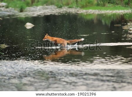 Running wild fox jump in the river