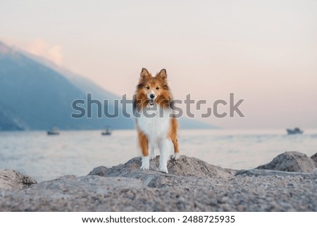 Similar – Image, Stock Photo dog on lake beach near mountains and forest in Georgia