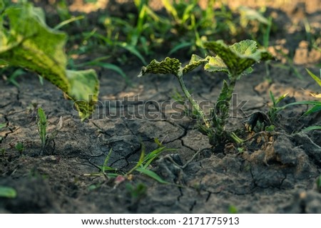 Similar – Image, Stock Photo Zucchini seedlings on a pink garden table, rosemary is in bloom, garden tools are ready for use