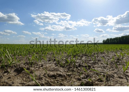 Similar – Image, Stock Photo A barley field just before maturity