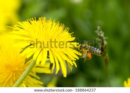 Bee flew to dandelion flower with flower dust allover the bottom part and honey on the legs