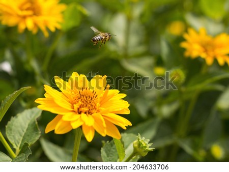 Bee flying from flower to flower to collect honey
