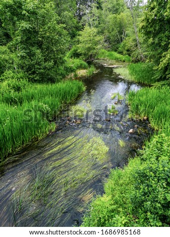 Foto Bild Kleiner Fluss in einem lettischen Wald, aufgenommen von einer Brücke. Das Wasser ist mit Wasserpflanzen bewachsen, viele Grüntöne und einige Gelbtöne. Frühherbst Landschaft, bewölkten grauen Himmel