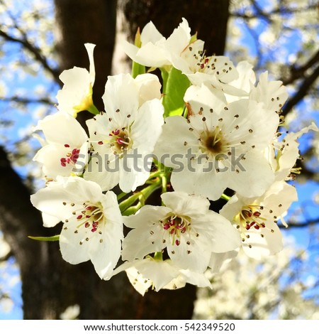 Close up on Hawthorn flowers, otherwise known as May flowers, that are fully blossomed. Foto d'archivio © 