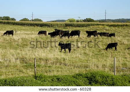 Cows in Field