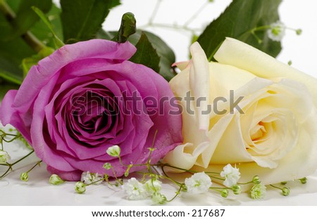 Violet and White Rose on White Background.