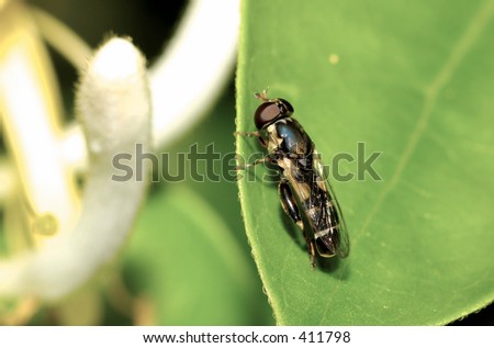 Photo of a Weird Looking Fly.  If Someone Knows WHat It Is Please Let Me Know.
