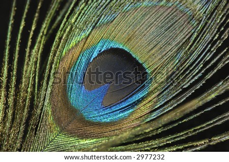 Photo of a Colorful Peacock Feather - Background / Texture