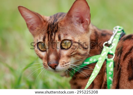 A single bengal cat hunting in natural surroundings