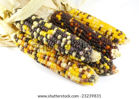 Indian Corn Isolated on a White Background