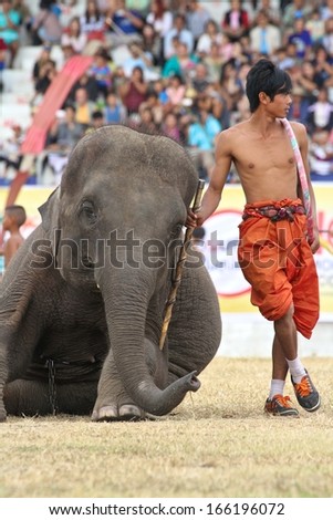 SURIN, THAILAND - NOVEMBER 17: An elephant and his mahout during the circus act at the Elephant Roundup Festival at Surin, Thailand on the 17th November, 2013.