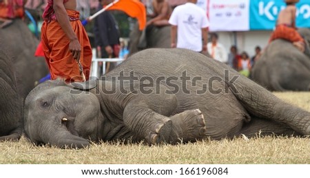 SURIN, THAILAND - NOVEMBER 17: An elephant taking a rest during the circus act at the Elephant Roundup Festival at Surin, Thailand on the 17th November, 2013.