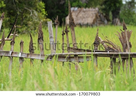 A traditional fence built out of bamboo with a thatched house in the background in a rice field in the Cambodian countryside.