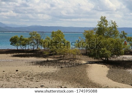The foreshore with mangroves at low tide at Port Douglas, Queensland, Australia in the summer.