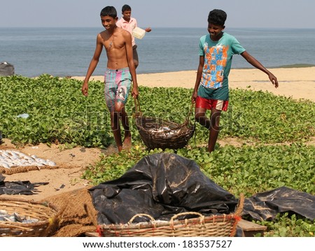 NEGOMBO, SRI LANKA - FEBRUARY 13: Sri Lankan boys carrying fish to be sorted out for drying on the beach in Negombo, Sri Lanka on the 13th February, 2014.