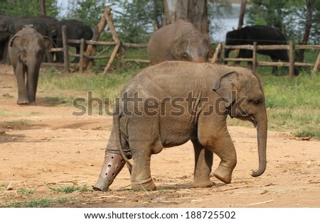 A baby elephant with a false leg at the Udawalawe Elephant Transit Home and Information Centre Department of Wildlife Conservation Sri Lanka.