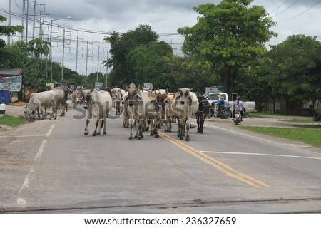 KANCHANABURI, THAILAND - SEPTEMBER 3: Cattle in the middle of the road of the town of Kanchanaburi, Thailand taken on the 3rd September, 2014.