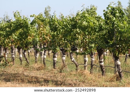 Scenic view of grape vines growing in the famous Margaret River wine region of Perth, Australia.