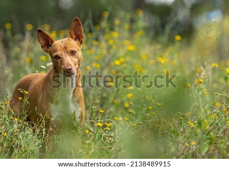 Similar – Image, Stock Photo Portrait of brown podenco dog with sad look on blue background