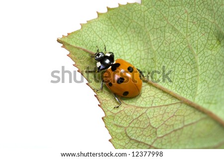 Lady bug on leaf