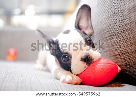Similar – Image, Stock Photo Cute black puppy sitting in street