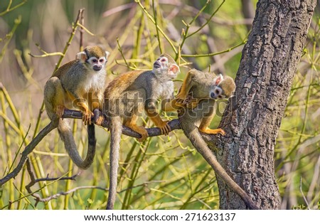 Three common squirrel monkeys (Saimiri sciureus) playing on a tree branch