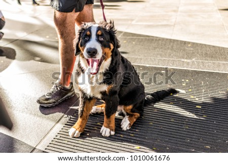 Funny happy Australian Shepherd dog New York City, Midtown Manhattan, NYC closeup with calico orange, black, white color, smiling, tongue out of mouth on street Stock fotó © 