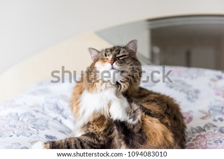 Similar – Image, Stock Photo calico white maine coon cat portrait with copy space